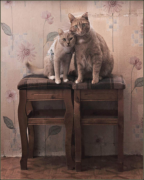 Мурзик,а это твои дед с бабкой..