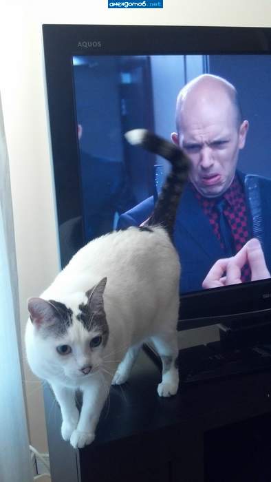 Коту надоело и он вышел из кадра