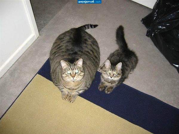 полтора кота