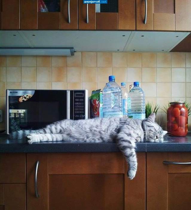 Хочу такого котика!!!!!!