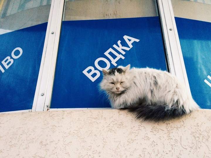 Когда ласкали вы котов своих, я есть просил, я замерзал