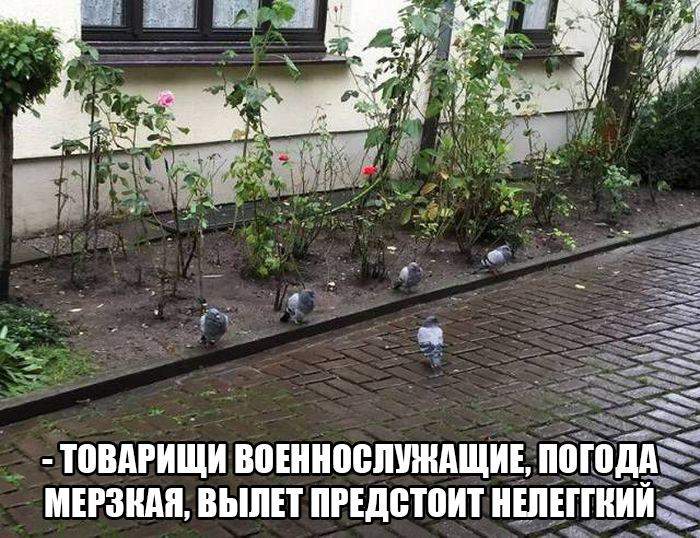 Орлы! Зарплату задерживают....но птицам деньги не нужны!