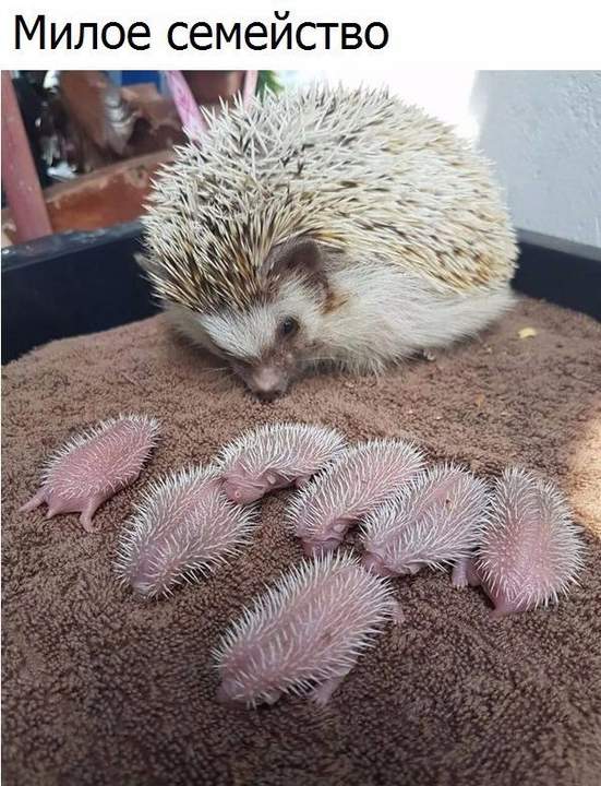 Сосунки в иголочках