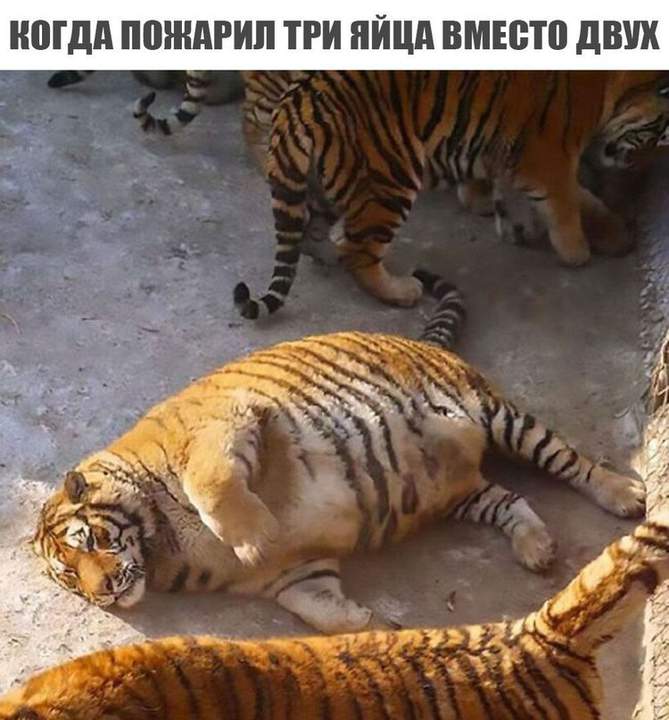 Тигра вернулся от бабушки)