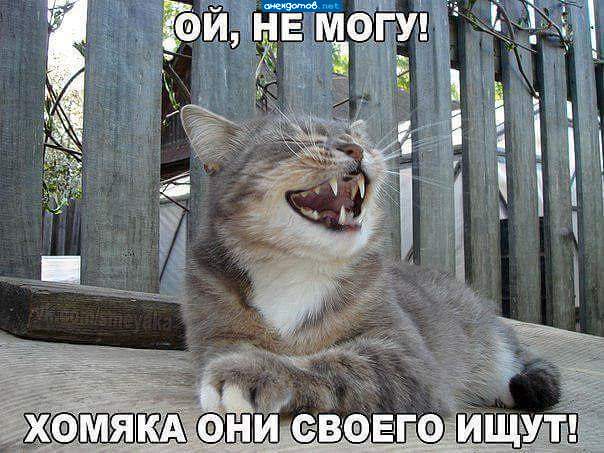 Он так боится меня что я сам 3 дня его ищу