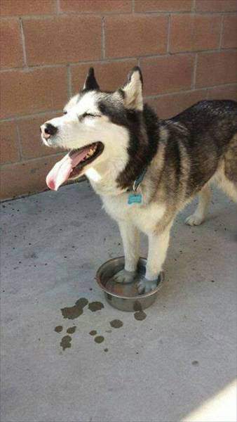 Кот наплакал....