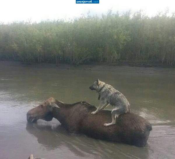 Соединяет берега седой паромщик...