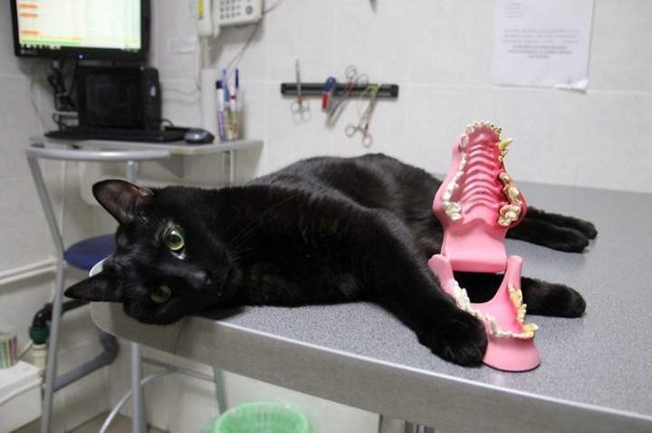 Котика под наркозом каждый обидеть может....
