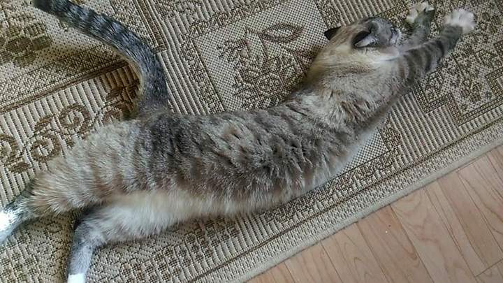 Кошачья йога, растягивание...