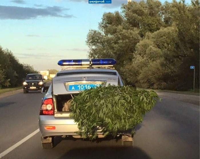 На всё отделение накосили