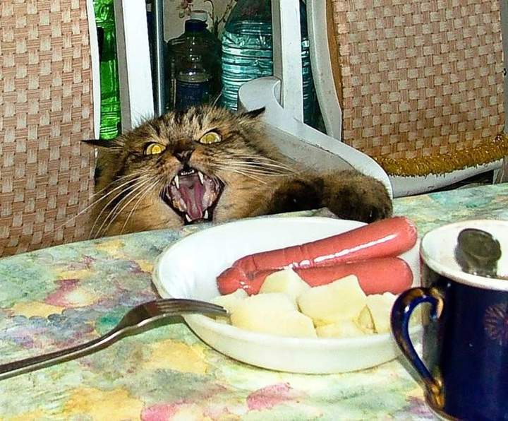 Это нельзя есть! Мясо где?
