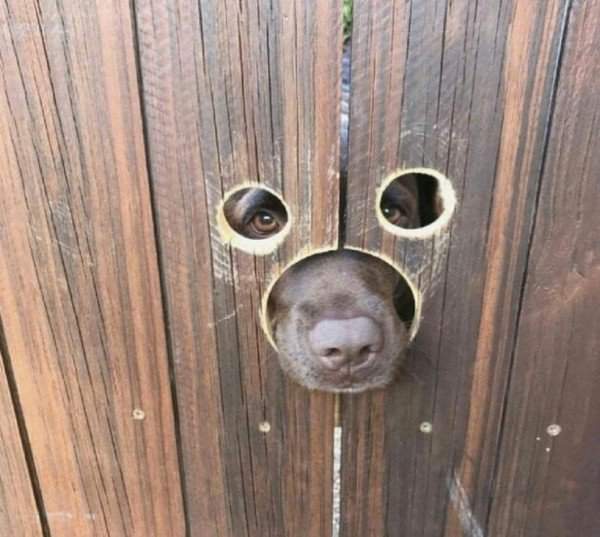 Тихо. Колбасу принес?
