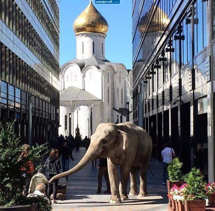 По городу слона водили, как видно на показ