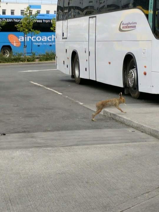 Зайцем в автобус хочет