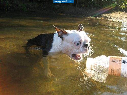 А где водяра?!!! Тут же водяра была!!!