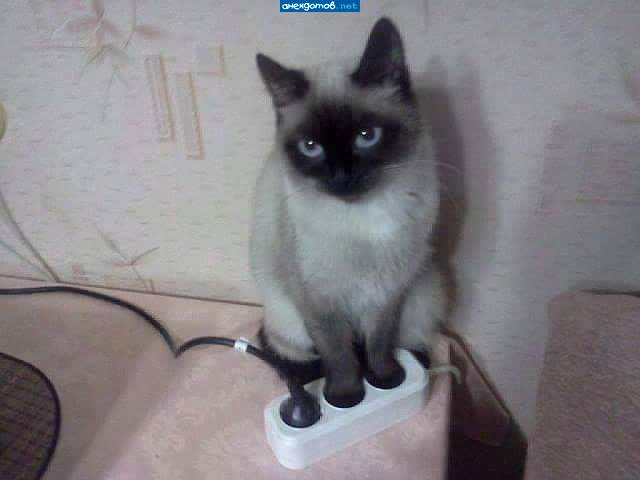 iCat и ускоренная зарядка