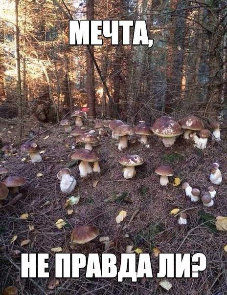 Медведь разложил приманку