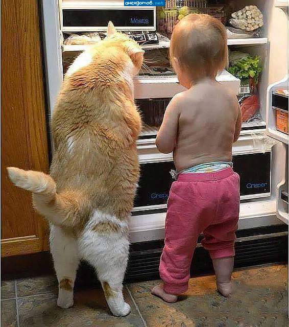 Кота явно кормят лучше.....