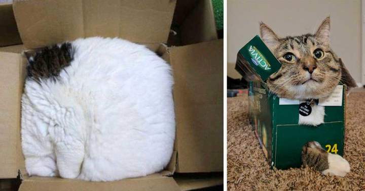 Котперфильд