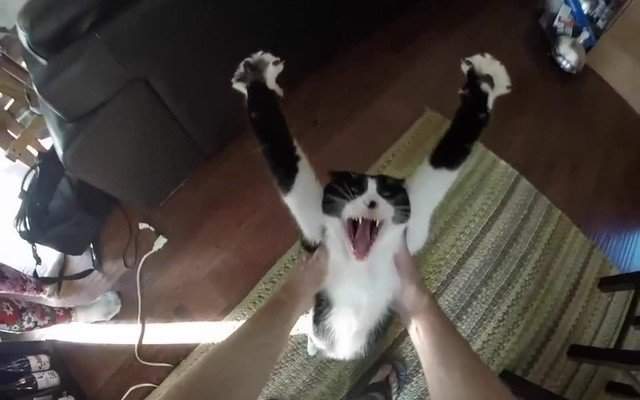 АААА!!!! Там воооот такая МЫШЬ!!!!