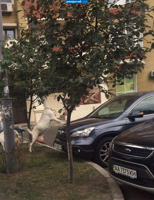 Не козёл, а коза!