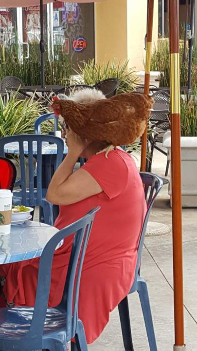 "А я говорю-курица недожарена!"