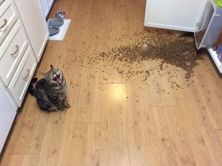 Мяяяяяясааа!