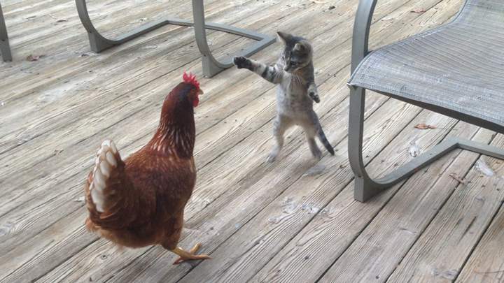 На двух то и я умею, а ты попрбуй на четырёх