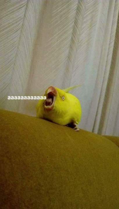Уберите котааааааааааа!