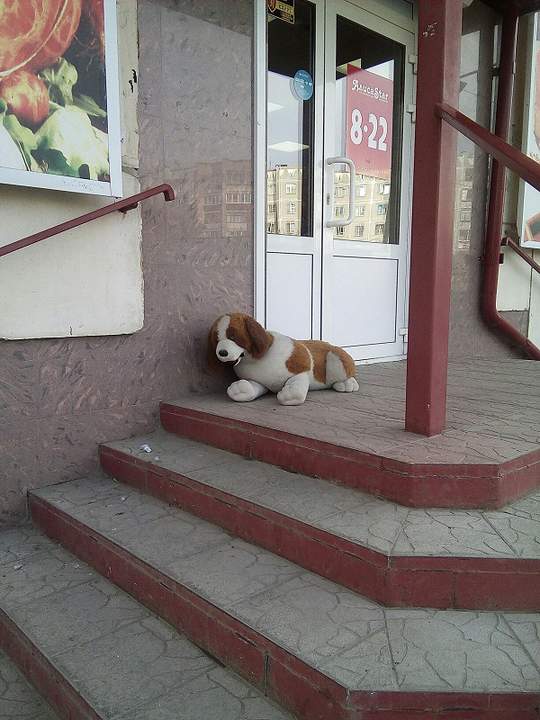 Осторожно, злая собака