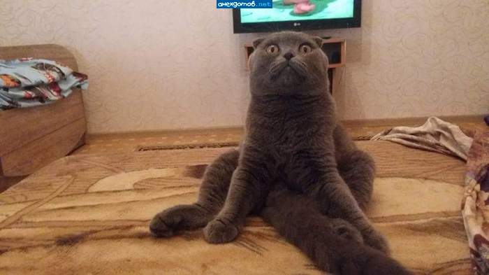 А вдруг, это я у них живу, а не они у меня...