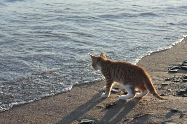 А рыбка там плавает,иначе,не смотрел бы котенок пристально на воду...
