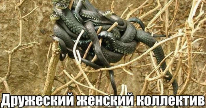 Борьба за обладание гораздо серьезней, чем у людей...