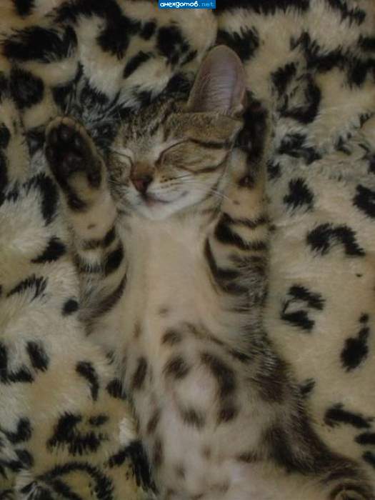 Подумаешь! Мы тоже покупали диван под цвет кота