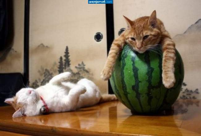 Корки отмачивает