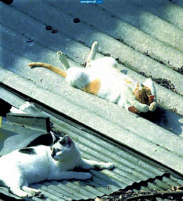 Кот-тащюн..