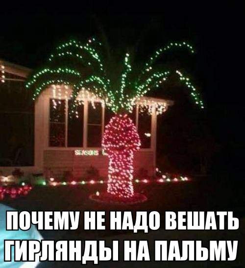 Ананистовая... ой,ананасовая пальма