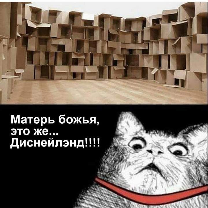 Кошачья общага