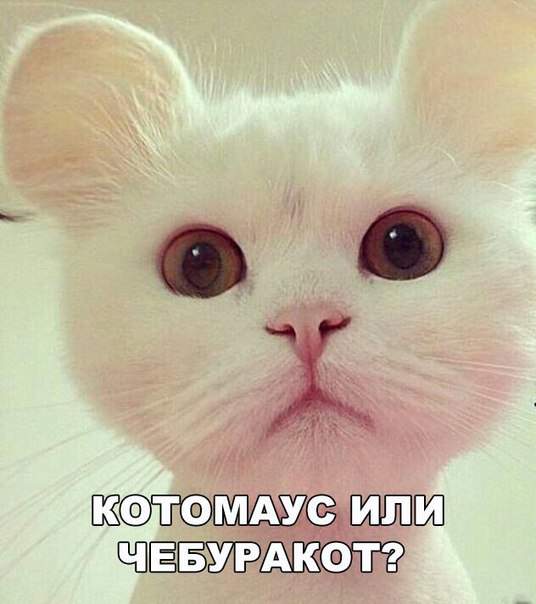 Мики-мяус