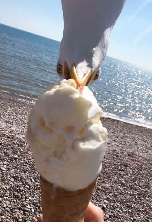 Рыбы нет - сойдет и мороженое.