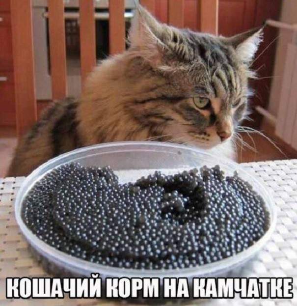 Опять ты мне эту икру поставила! Не могу я ее каждый день, проклятую, есть!
