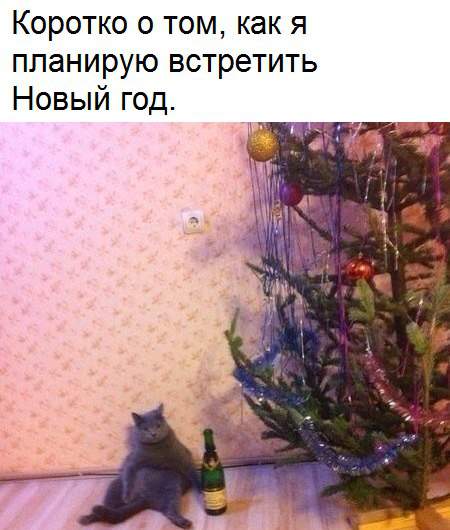 Перед решающим сражением с елкой....