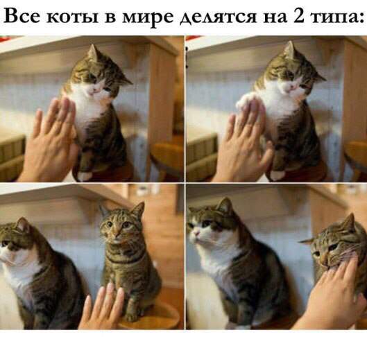 Вчера черный кот уступил мне дорогу и,сплюнув три раза,поперся в обход...