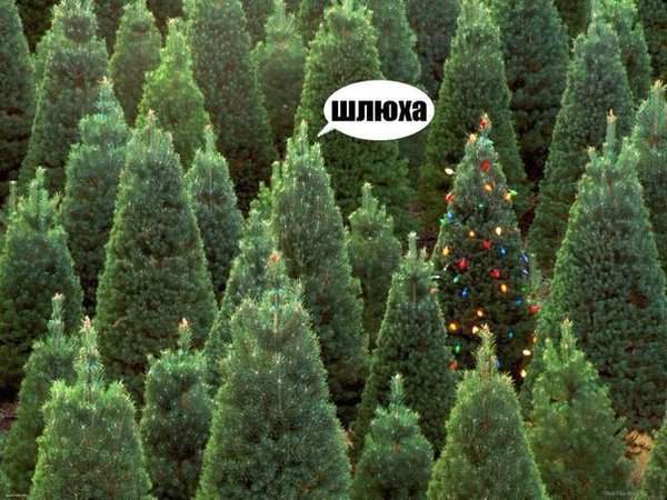 Все пойдут на доски, а она на праздник.