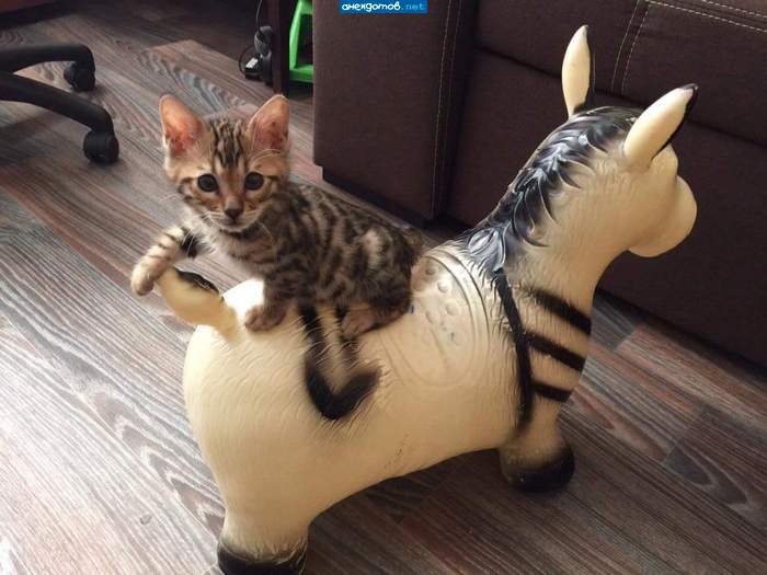 А за ними кот-задом наперед...
