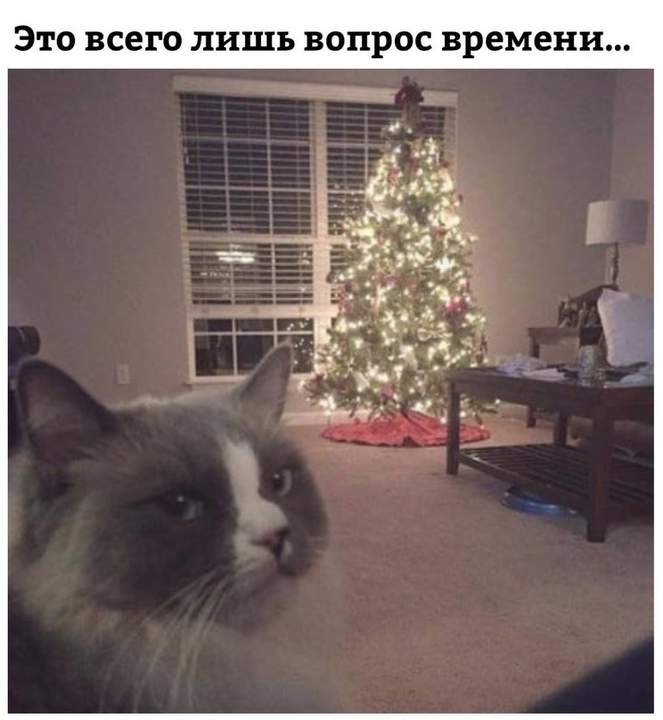 Всё! Елке - конец!!!