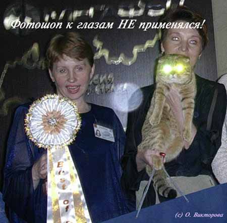 Любимый кот Марии Кюри.