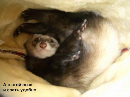 Любимая поза