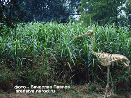 Свидание на болоте не состоялось... Давно высохло болото, а он все ждет