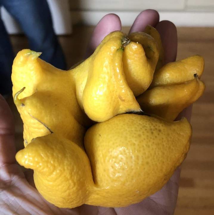 Лимон курильщика!